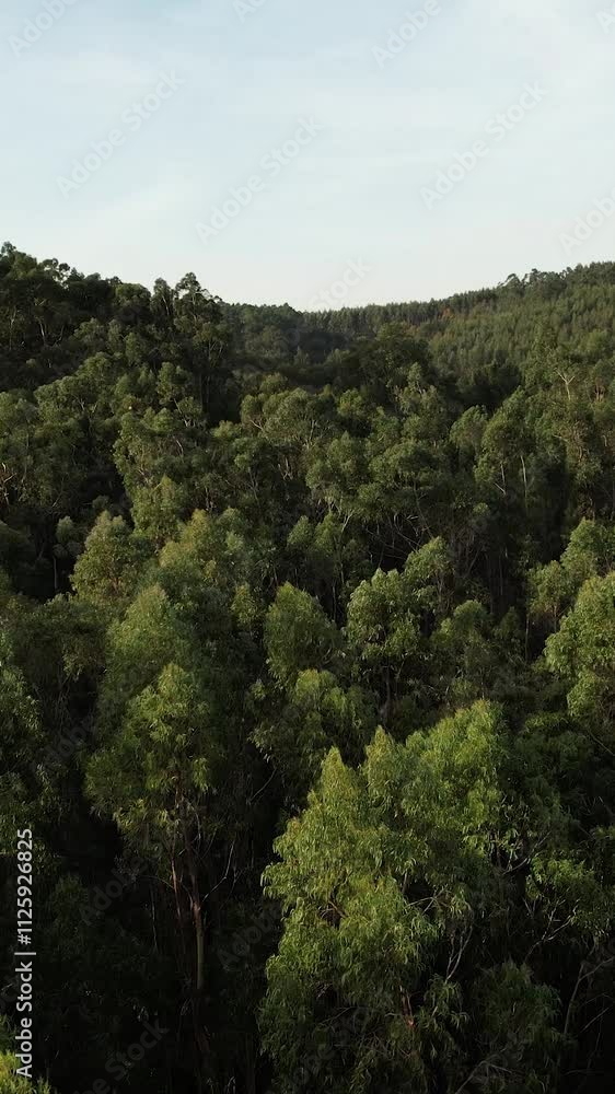 Vertical Video of Aerial Dense Forest Trees Vertical Video of Aerial Dense Forest Trees