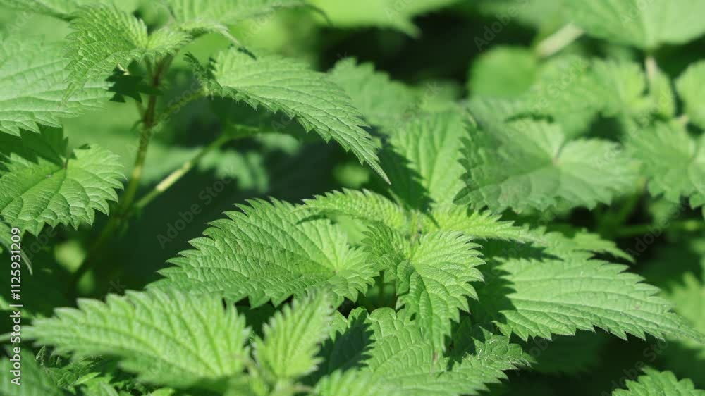 Stinging nettle plant with green leaves, herb background establisher Stinging nettle plant with green leaves, herb background establisher