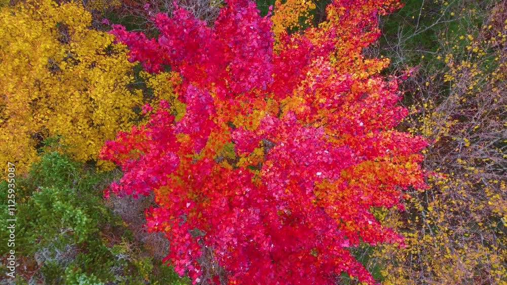 Tree canopies with vivid autumn colors from a drone view Tree canopies with vivid autumn colors from a drone view