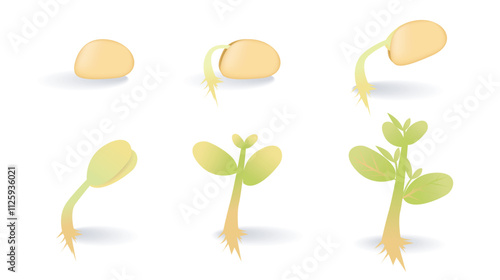 A process of plant growth from seed to leaf