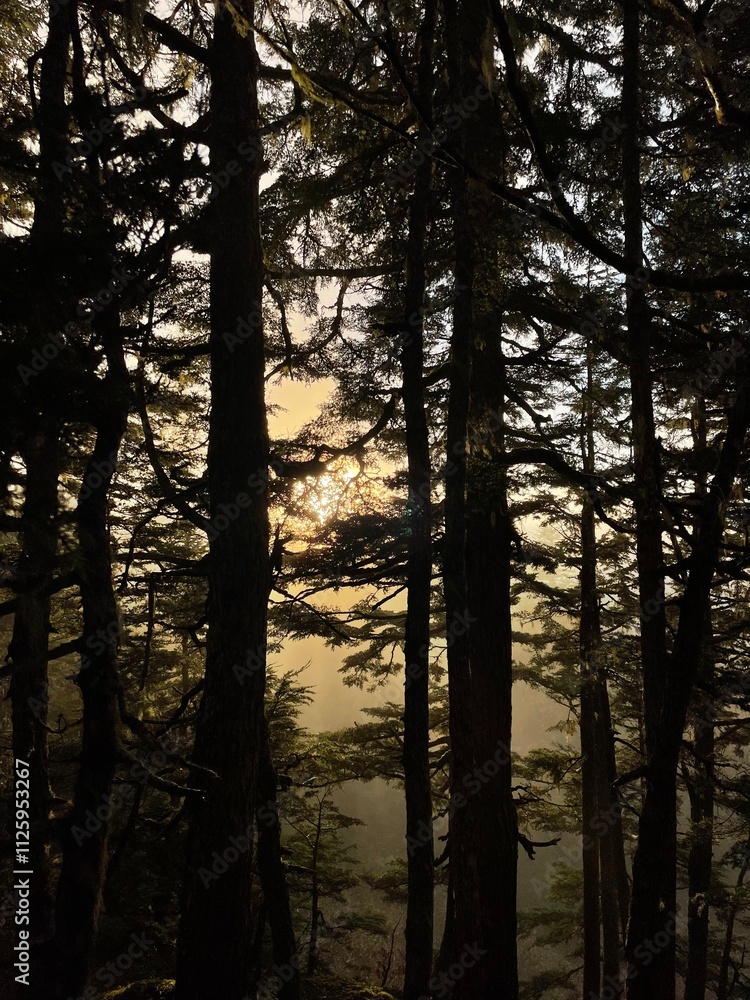 Fototapeta premium sunrise in the forest