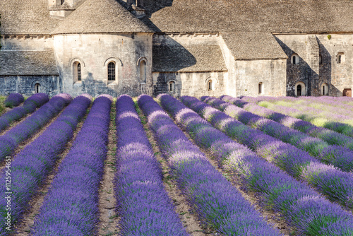 Senanque abbey and lavender field, Provence, France