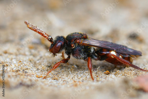 Closeup of a female of the the Large Bear-clawed Nomad Bee, Nomada albogutata in the sand photo