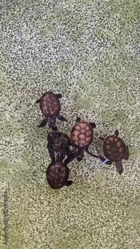 A flock of baby sea turtles hatch at a sea turtle breeding center.