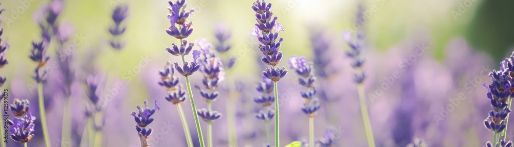 Obraz premium Lavender Flowers Blooming In Sunlight Field