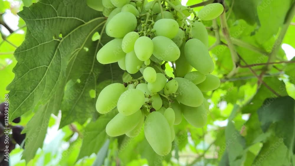 Growing grapes in agricultural greenhouses Growing grapes in agricultural greenhouses
