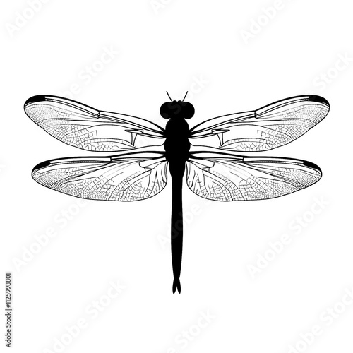 2D full body illustration of a dragonfly silhouette isolated on a white transparent background photo