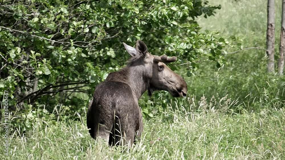 A moose turns its head from front to back while it feeds in slow motion. A moose turns its head from front to back while it feeds in slow motion.