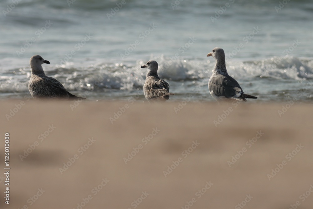 Fototapeta premium Seagull on the beach. Selective focus. Bird background.