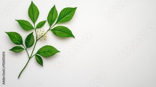 A photostock of a delicate elderflower sprig on a plain white background, showcasing intricate details of the blossoms for herbal and natural themes. High Quality