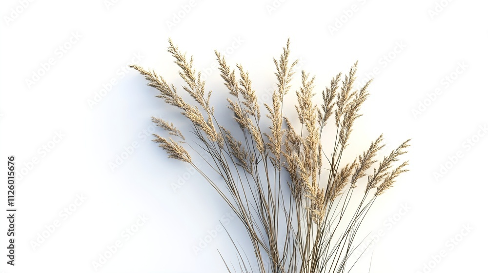 Fototapeta premium wheat ears isolated on white