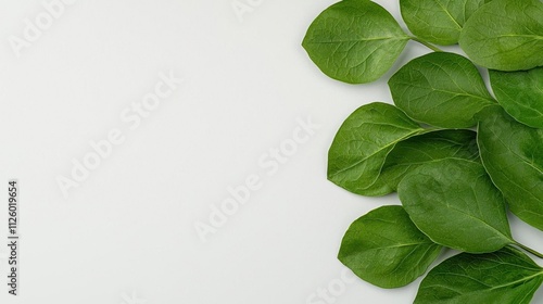 A photostock of a cluster of fresh coriander leaves scattered on a seamless white background, emphasizing vibrant green color and natural freshness. High Quality