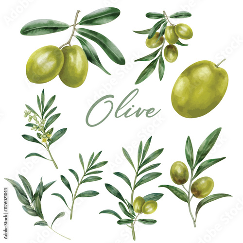 Olive branch with fruit and leaves watercolor set. Green raw organic olive natural collection. Tree elegant branch with green leaves and fruit elements on a white background