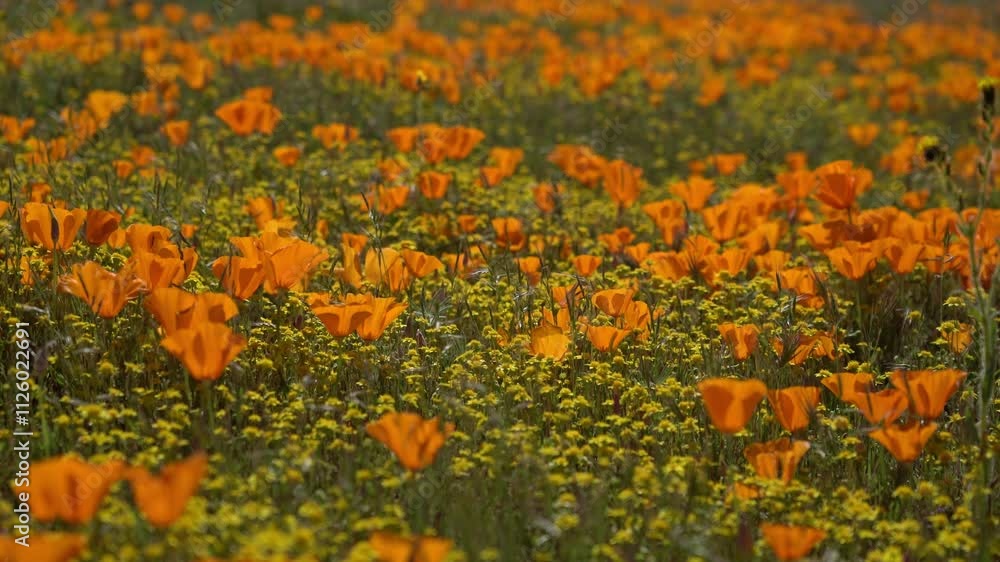 California Super Bloom Wildflowers Telephoto Poppy and Goldfields Flowers in Antelope Valley Poppy Reserve USA California Super Bloom Wildflowers Telephoto Poppy and Goldfields Flowers in Antelope Valley Poppy Reserve USA