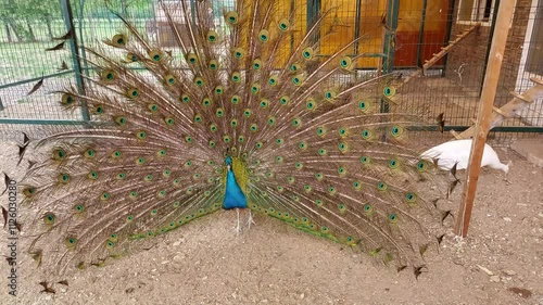 Beautiful peacock displaying its colorful feathers in a zoo enclosure, a captivating sight