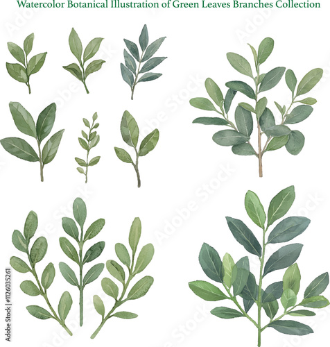 Watercolor Botanical Illustration of Green Leaves Branches Collection