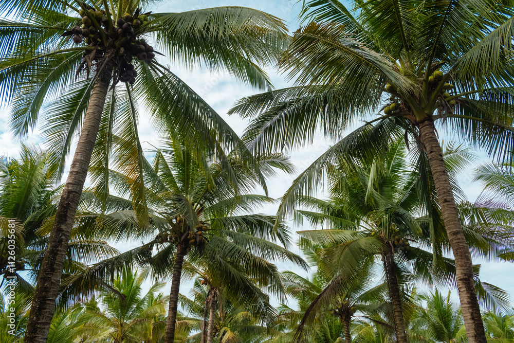 high view of coconut tree farm in the morning high view of coconut tree farm in the morning