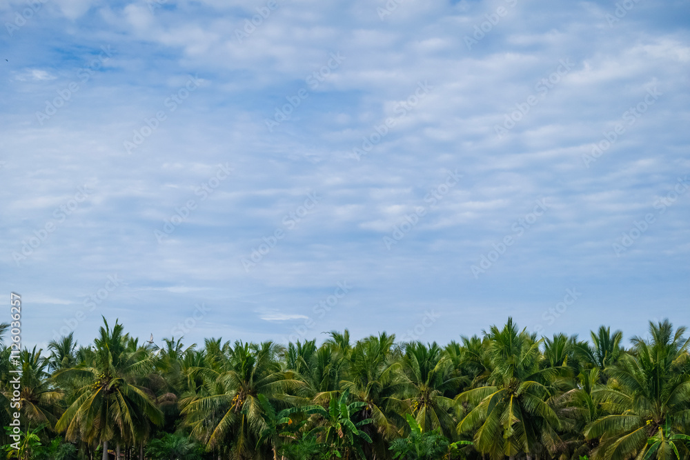 group of coconut trees farm on bottom with blue cloudy morning copy space background group of coconut trees farm on bottom with blue cloudy morning copy space background