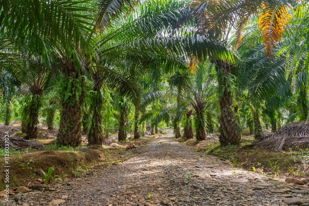 palm oil trees plantation with unpaved road in the morning palm oil trees plantation with unpaved road in the morning