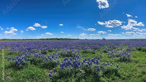 Bluebonnet Field Under a Clear Sky