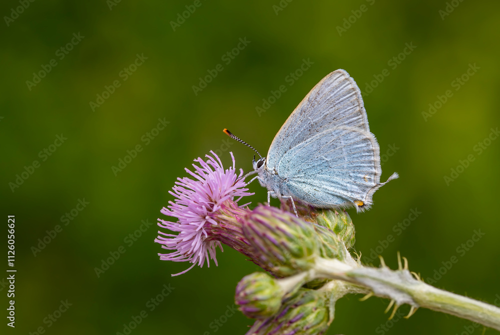 butterfly in blue tones on pink flower, Satyrium myrtale