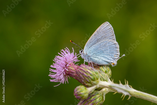 butterfly in blue tones on pink flower, Satyrium myrtale photo