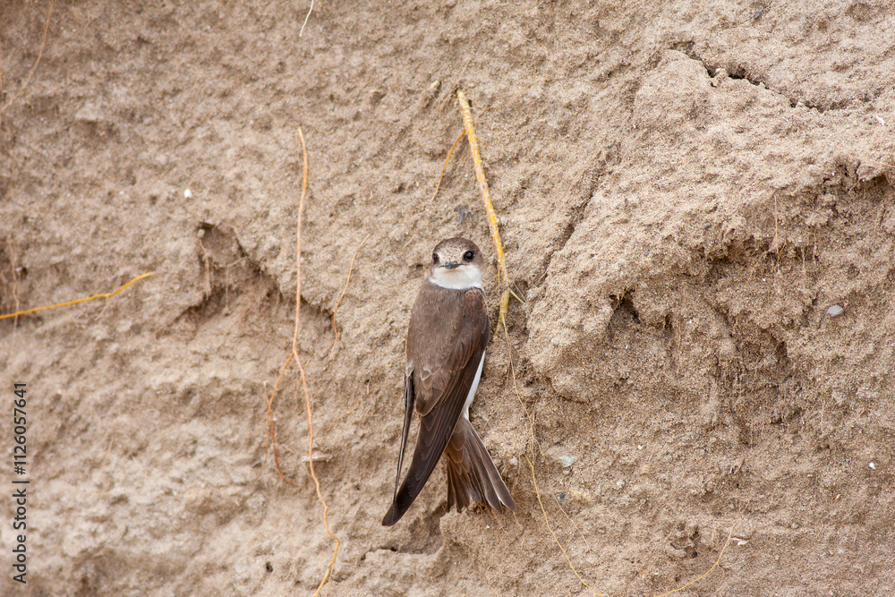 Close-up pair of terns busy building a nest, sand martin breeding, riparia riparia