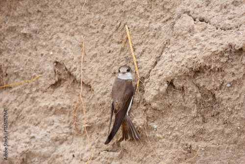 Obraz na płótnie Close-up pair of terns busy building a nest, sand martin breeding, riparia riparia w salonie
