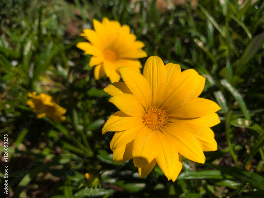 Flowers that bloom in the southern hemisphere during spring Flowers that bloom in the southern hemisphere during spring