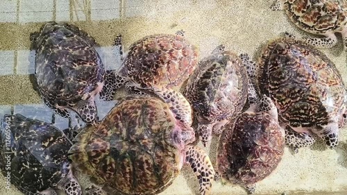 A flock of sea turtles in a turtle conservation center are in a breeding pond.