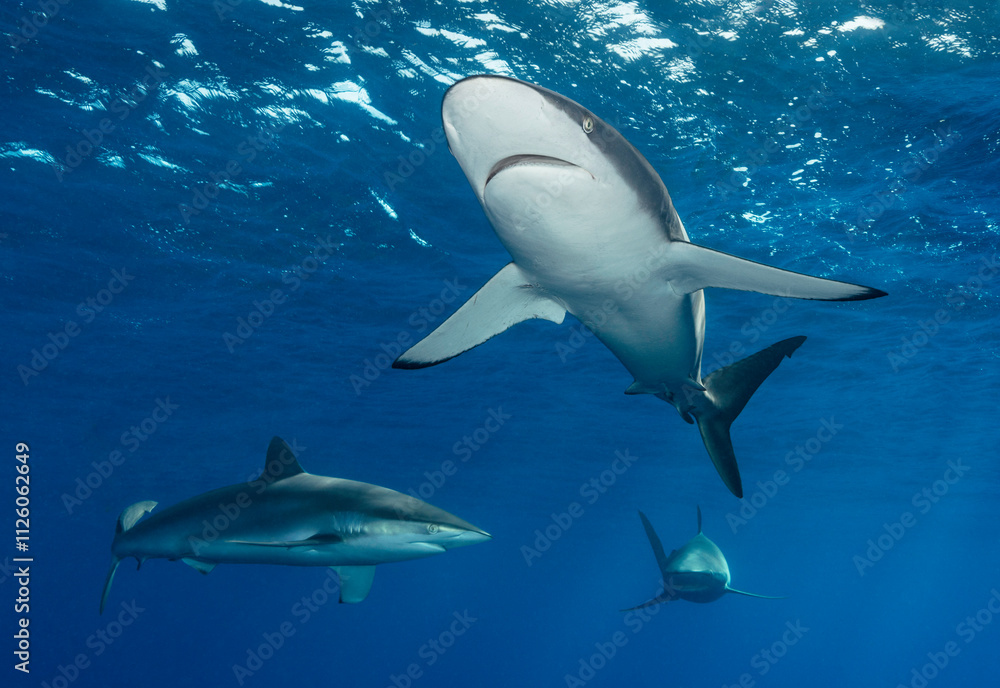 Obraz premium Eye level with three Caribbean Reef Sharks (Carcharhinus perezii) near the surface.