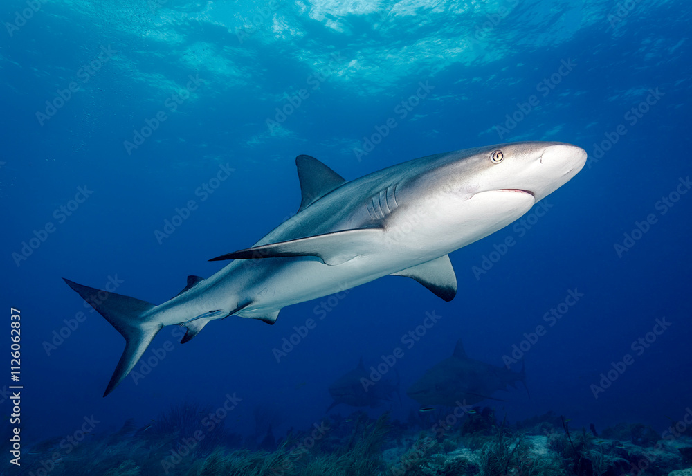 Fototapeta premium Eye level with a Caribbean Reef Shark (Carcharhinus perezii) near the surface with a coral garden below.