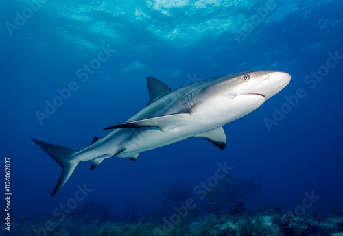 Eye level with a Caribbean Reef Shark (Carcharhinus perezii) near the surface with a coral garden below.