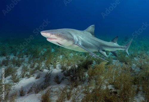 Eye level with a Lemon Shark (Negaprion brevirostris) with its shadow on the sea floor. Ramora (suckerfish) in attendance. photo