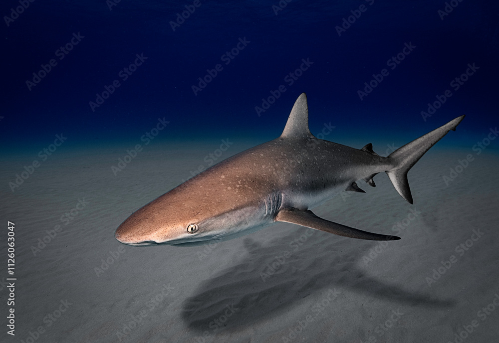 Naklejka premium Eye level with a Caribbean Reef Shark (Carcharhinus perezii) showing it's shadow on the sea floor.