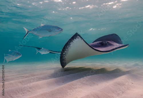 Eye level with a Southern Stingray (Hypanus americanus), shadow visible on the sandy seafloor and surface waves visible above. Bar jack fish just to the rear.