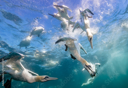 Eye level with diving Northern gannets (Morus bassanus) taking Mackerel (Scomber scombrus) underwater. 