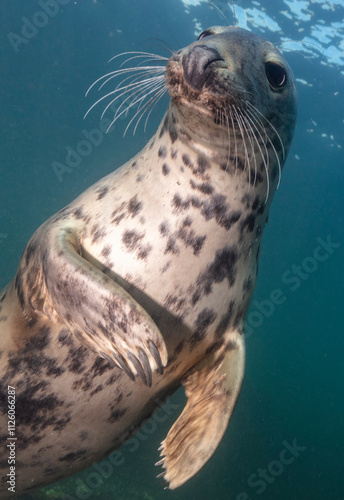 Grey Seal photographed underwater.