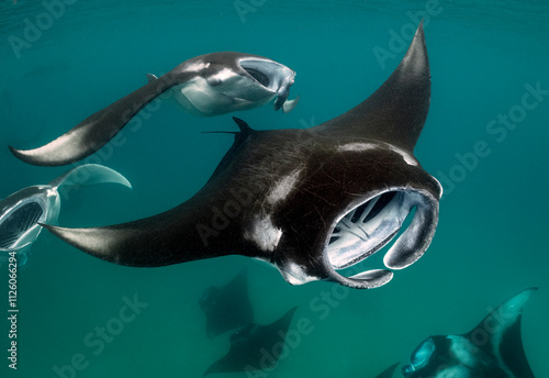 Reef Manta Rays (Mobula alfredi) feeding on plankton in the Maldives.