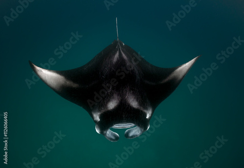Reef Manta Rays (Mobula alfredi) feeding on plankton in the Maldives.