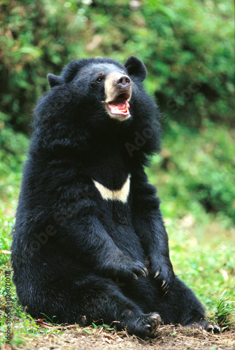 Himalayan black bear selenarctos thibetanus, Darjeeling, West Bengal, India photo