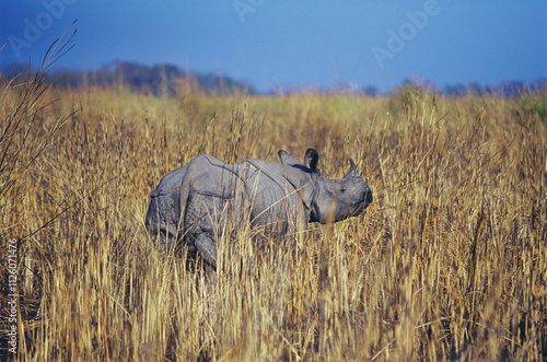 Rhinoceros one horned rhinoceros unicornis, Kaziranga National Park, Assam, India photo