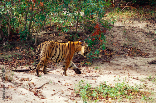 Tiger searching prey, Bandhavgarh national park, Madhya Pradesh, India photo