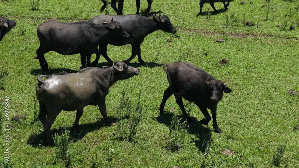Group of Water Buffalo Grazing on Lush Field in Corrientes, Argentina. Sustainable Livestock Farming Group of Water Buffalo Grazing on Lush Field in Corrientes, Argentina. Sustainable Livestock Farming