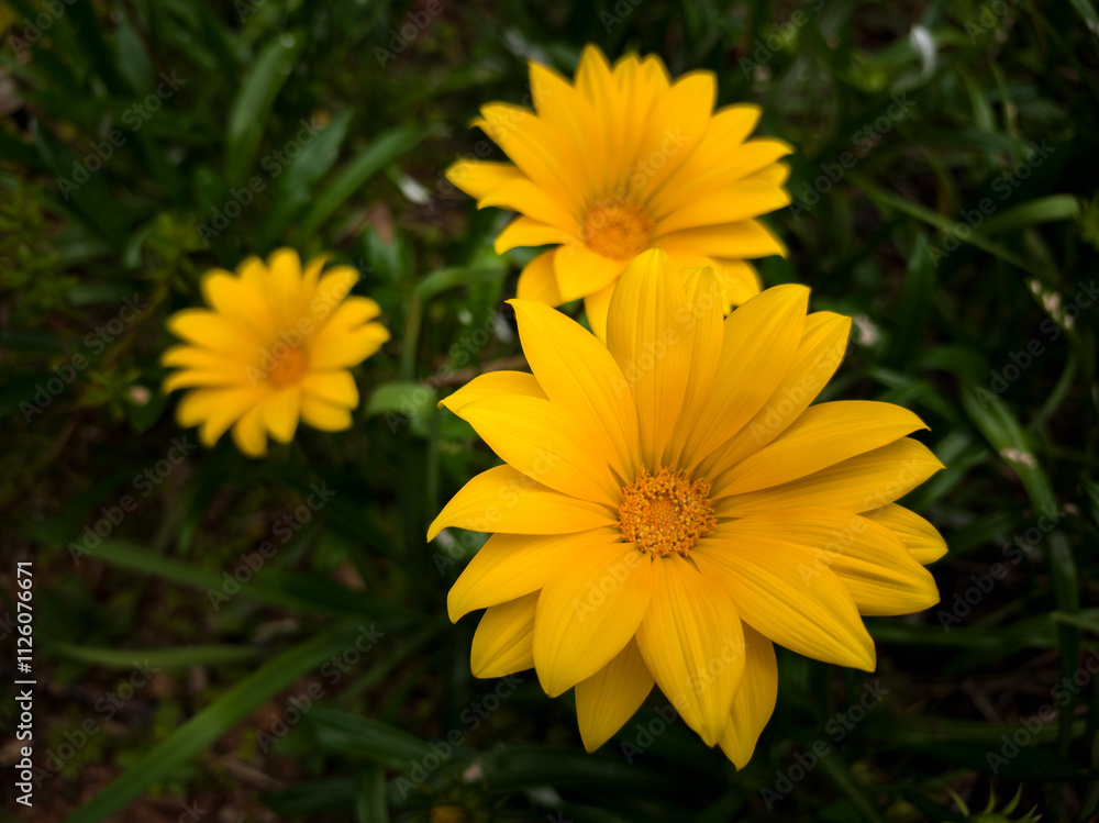 Flowers that bloom in the southern hemisphere during spring Flowers that bloom in the southern hemisphere during spring