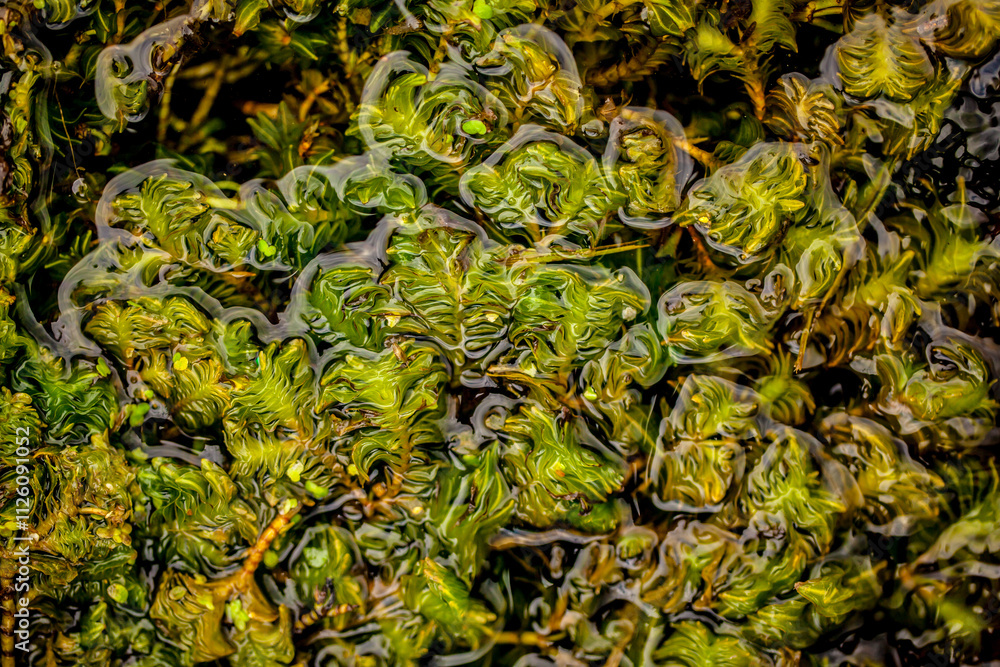 dense pondweed, Groenlandia densa, foliage, leaves, aquatic plant, active protection, aquatic ecosystem dense pondweed, Groenlandia densa, foliage, leaves, aquatic plant, active protection, aquatic ecosystem