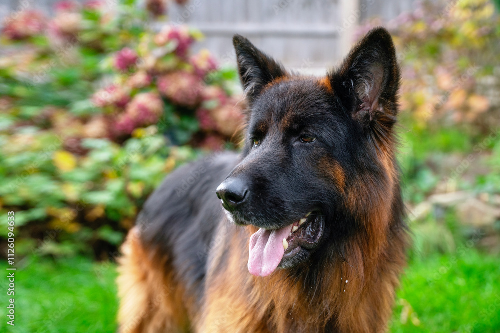Majestic German Shepherd enjoying a sunny day in a vibrant garden filled with autumn foliage Majestic German Shepherd enjoying a sunny day in a vibrant garden filled with autumn foliage