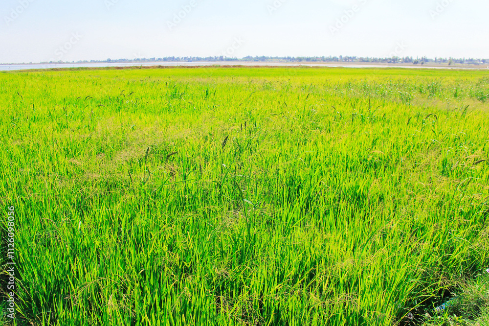 Obraz premium Green rice field landscape.