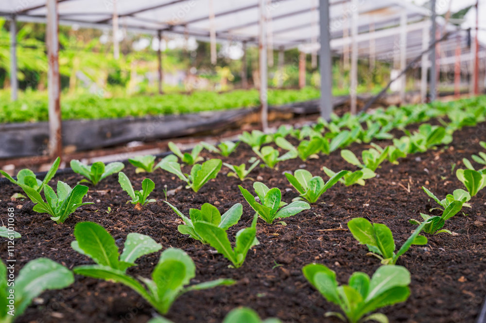 Fresh organic lettuce in a rural greenhouse. Rows of lettuce seedlings. Lettuce ready to pick for a fresh summer salad. Salad plants in greenhouse with automatic irrigation watering system. Fresh organic lettuce in a rural greenhouse. Rows of lettuce seedlings. Lettuce ready to pick for a fresh summer salad. Salad plants in greenhouse with automatic irrigation watering system.