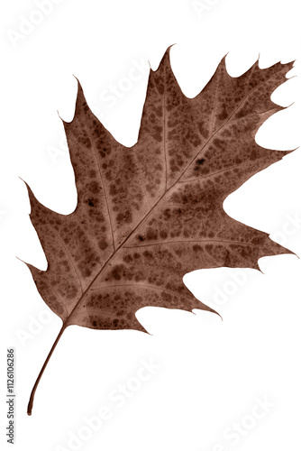 Brown autumn leaf oak isolated on white background.